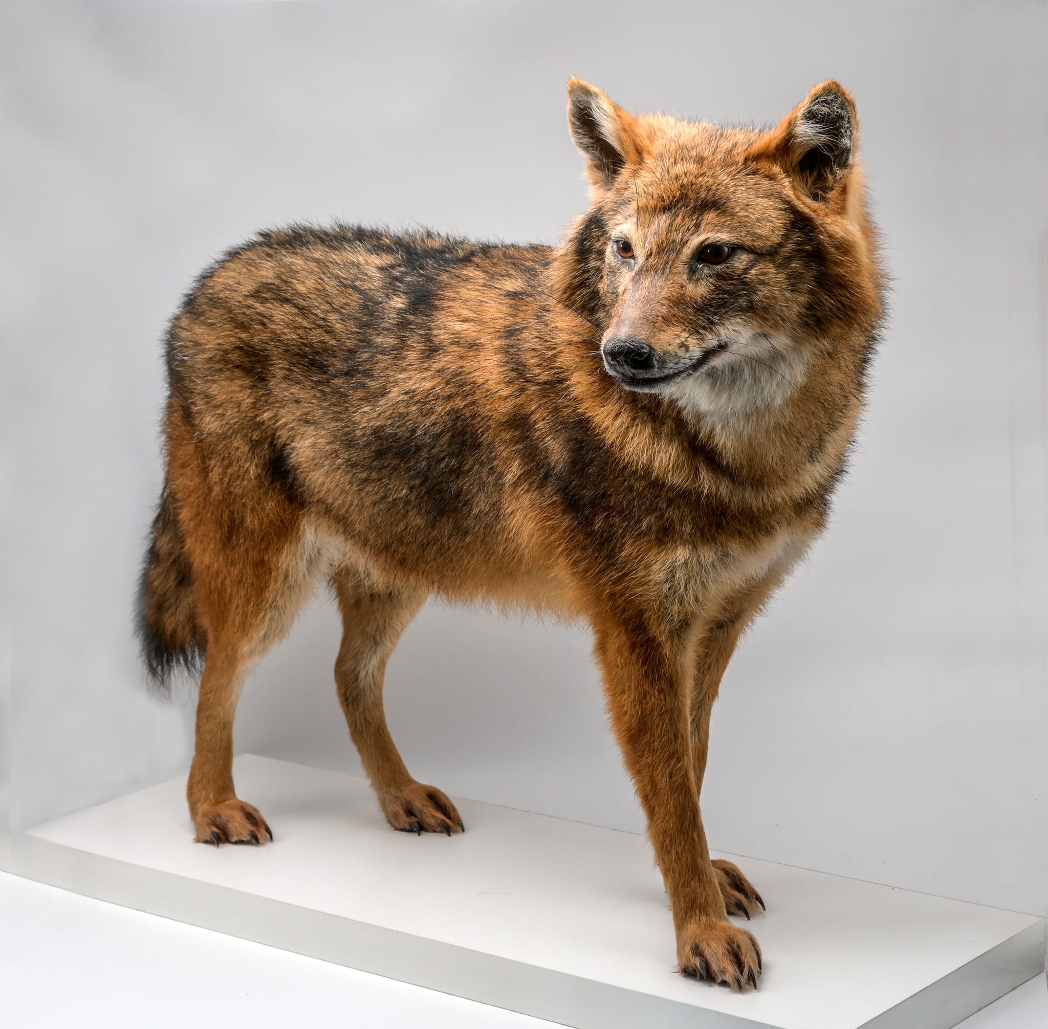 Kauno T. Ivanausko zoologijos muziejus