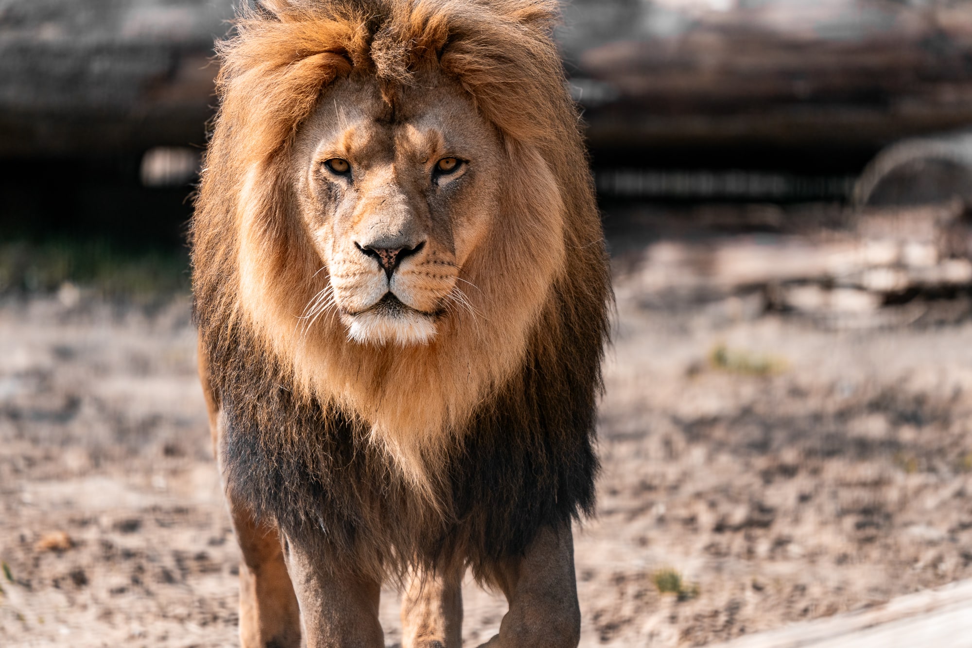 Lietuvos zoologijos sodas